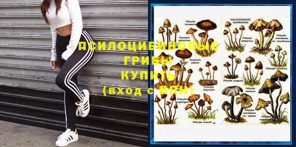хмурый Аркадак